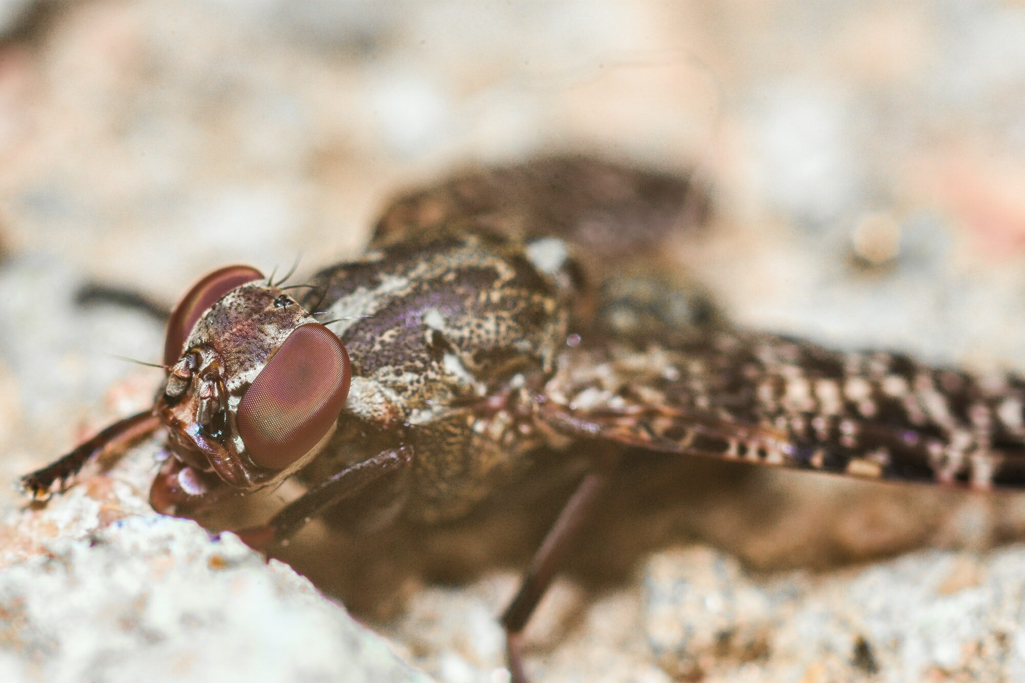 Voici Les Insectes Les Plus Dangereux Au Monde Le Citoyen L