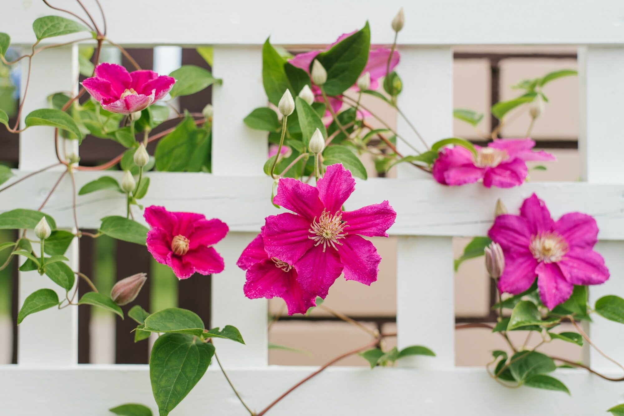 Sublimez Votre Balcon Ou Terrasse Gr Ce Ces Fabuleuses Plantes